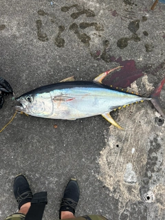 キハダマグロの釣果