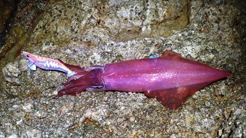 ケンサキイカの釣果