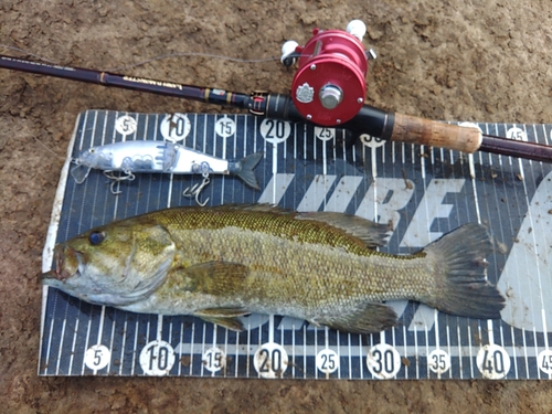 スモールマウスバスの釣果