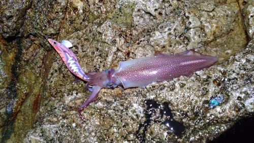 ケンサキイカの釣果