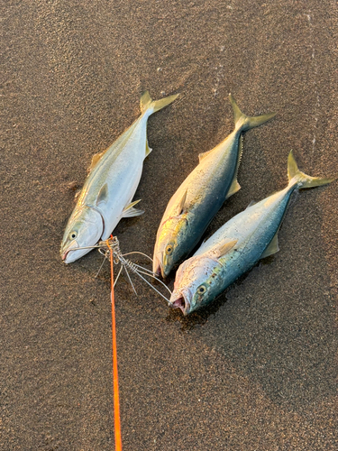 イナダの釣果