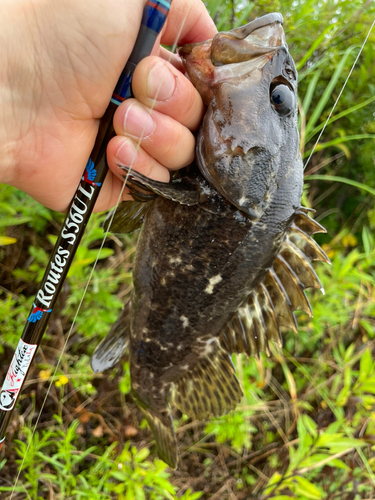 タケノコメバルの釣果