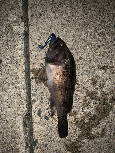 クロソイの釣果