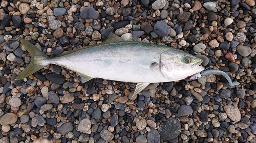 イナダの釣果