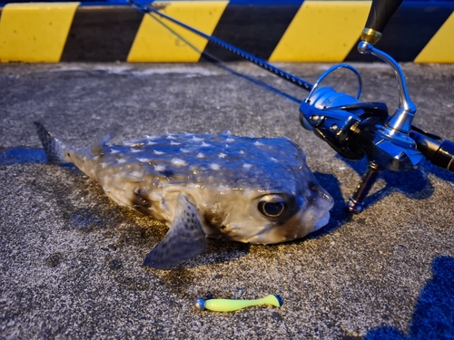 イシガキフグの釣果