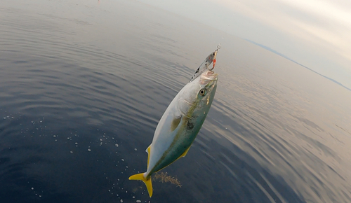 フクラギの釣果