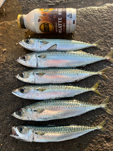 サバの釣果