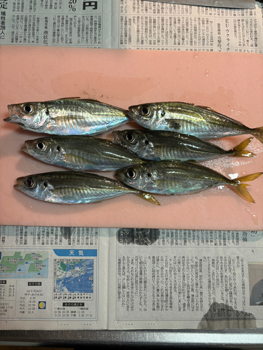 マアジの釣果