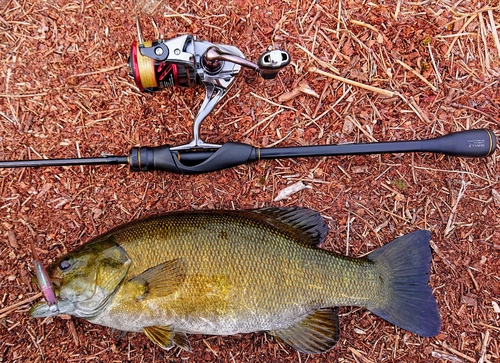 スモールマウスバスの釣果