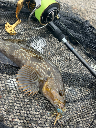 アイナメの釣果