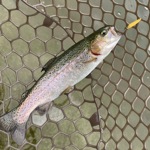 ニジマスの釣果