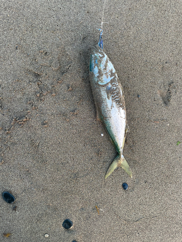 イナダの釣果