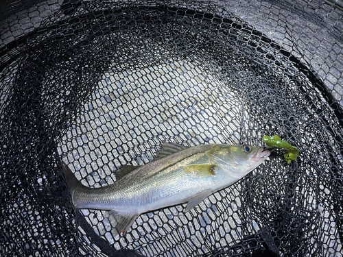 スズキの釣果