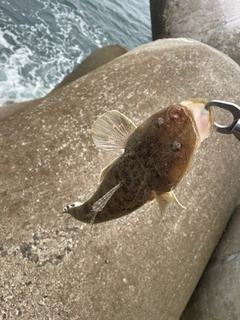 マゴチの釣果