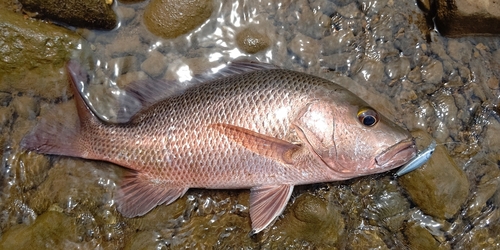 ゴマフエダイの釣果