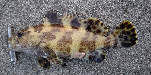 ホウセキハタモドキの釣果