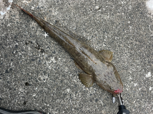 マゴチの釣果