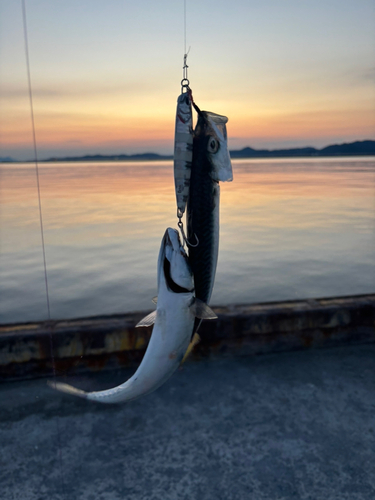 サバの釣果