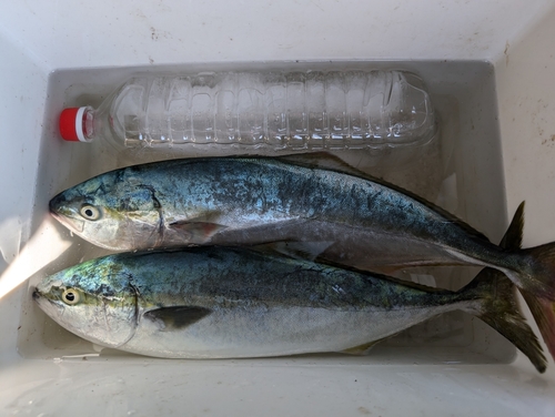 イナダの釣果