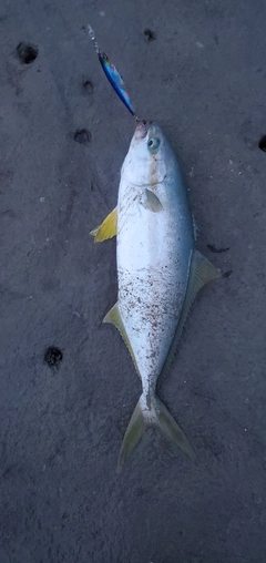 イナダの釣果