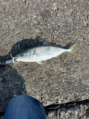 イナダの釣果