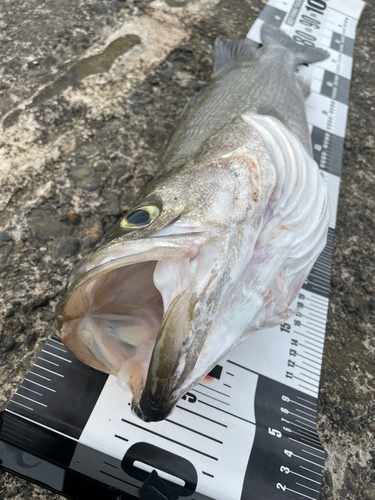 シーバスの釣果