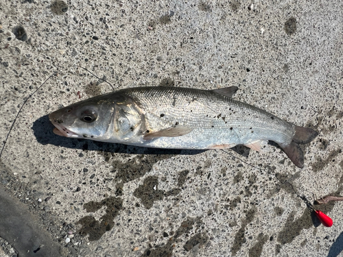 ウグイの釣果