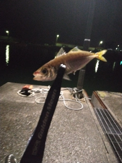 マアジの釣果