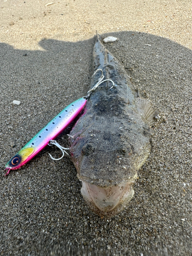 マゴチの釣果