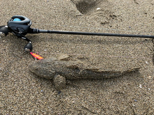 マゴチの釣果