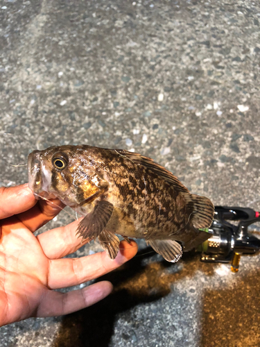 クロソイの釣果