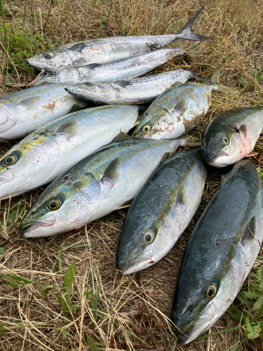 イナダの釣果