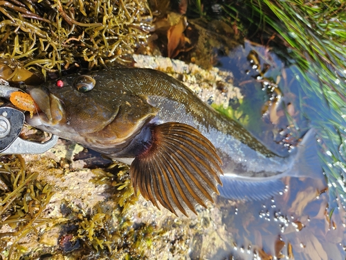 アイナメの釣果