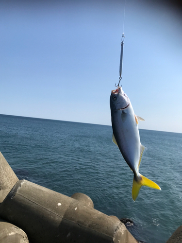 ワカシの釣果