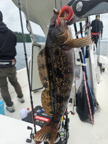 アイナメの釣果