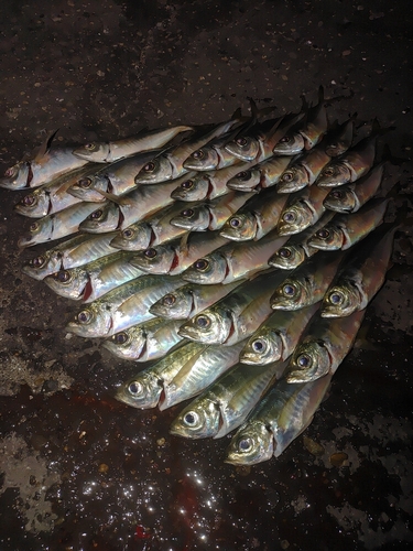 アジの釣果