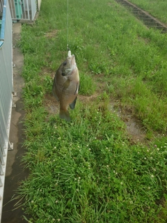 ブルーギルの釣果