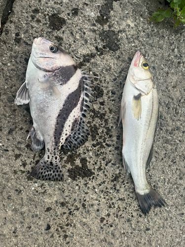 コショウダイの釣果