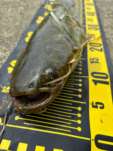 ナマズの釣果