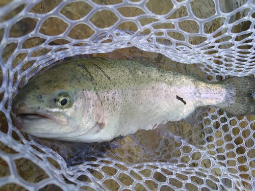 ニジマスの釣果