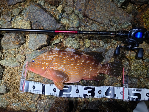 アコウの釣果