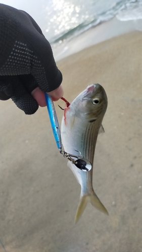 コノシロの釣果