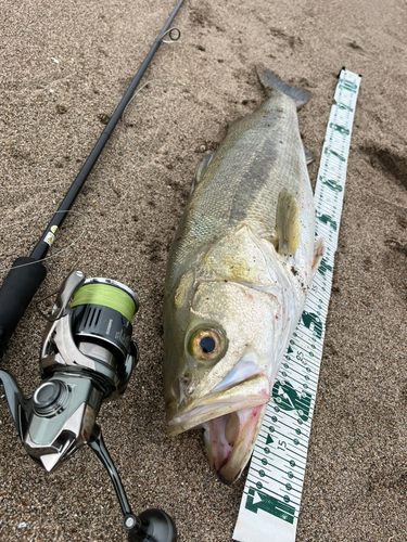 スズキの釣果