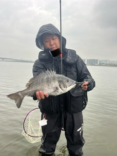 クロダイの釣果