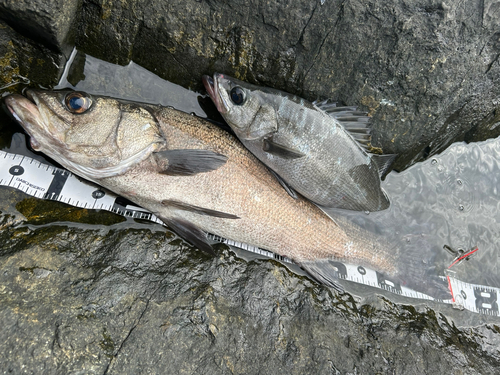 ヒラスズキの釣果