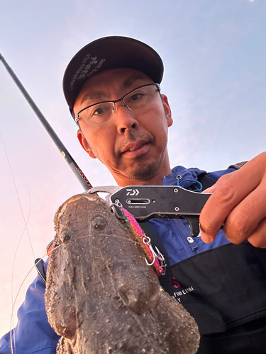 マゴチの釣果