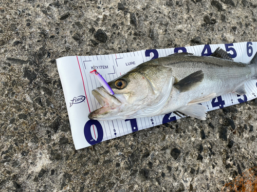 シーバスの釣果