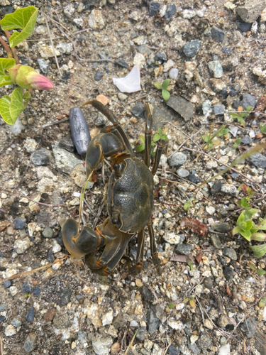 カニの釣果