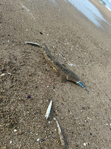 マゴチの釣果