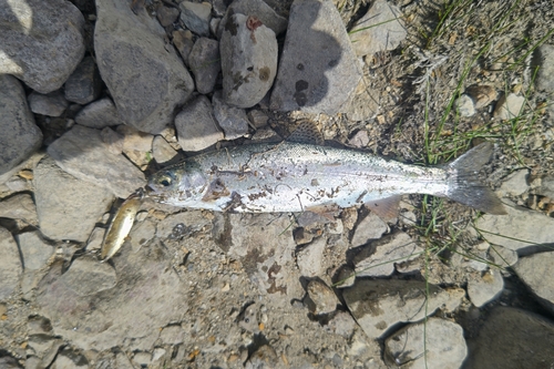 ニジマスの釣果